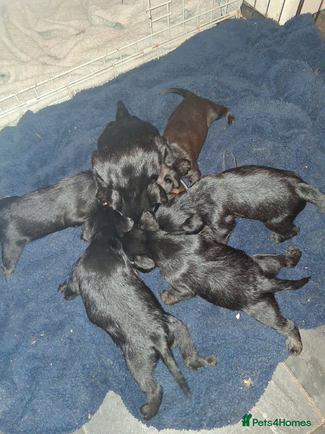 Mixed Breed dogs for sale: 5 staff x cockapoo pups  - Advert 11