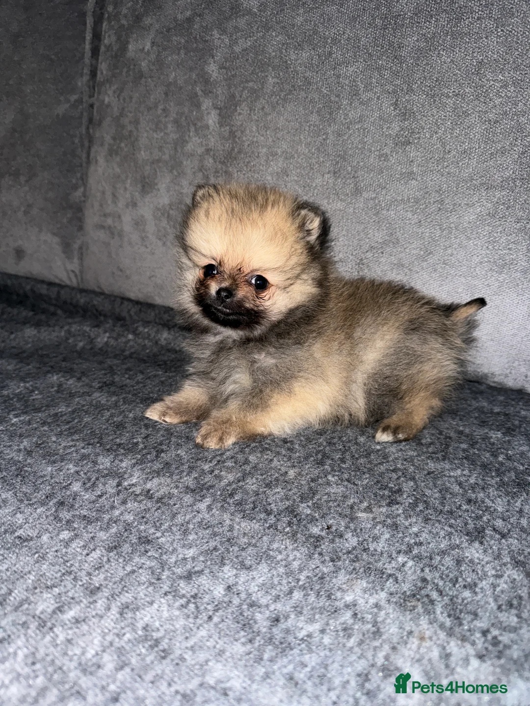 Pomeranian dogs for stud: beautiful Pomeranian boy Norman in Shildon - Advert 7