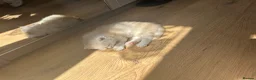 British Longhair cats for sale: Beautiful British Longhair Boys!! in Slough - Advert 13