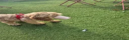 Cockapoo dogs for sale: Gorgeous 5 month old cockapoo  in Belfast - Advert 1