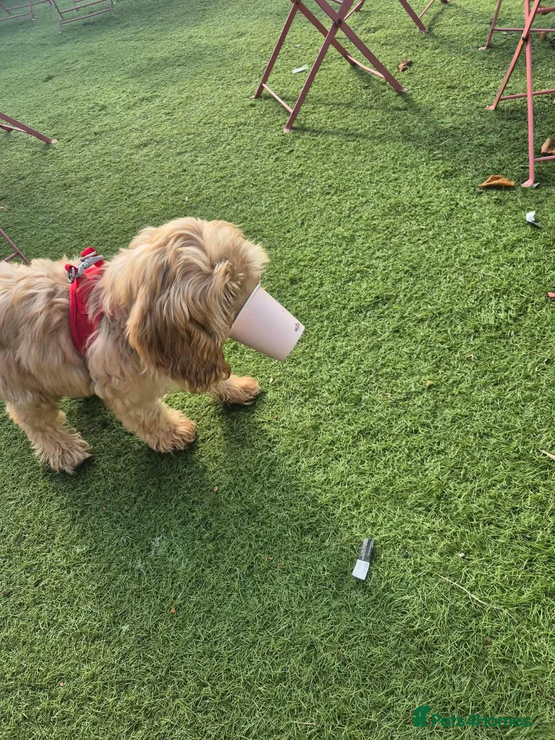 Cockapoo dogs for sale: Gorgeous 5 month old cockapoo  in Belfast - Advert 1