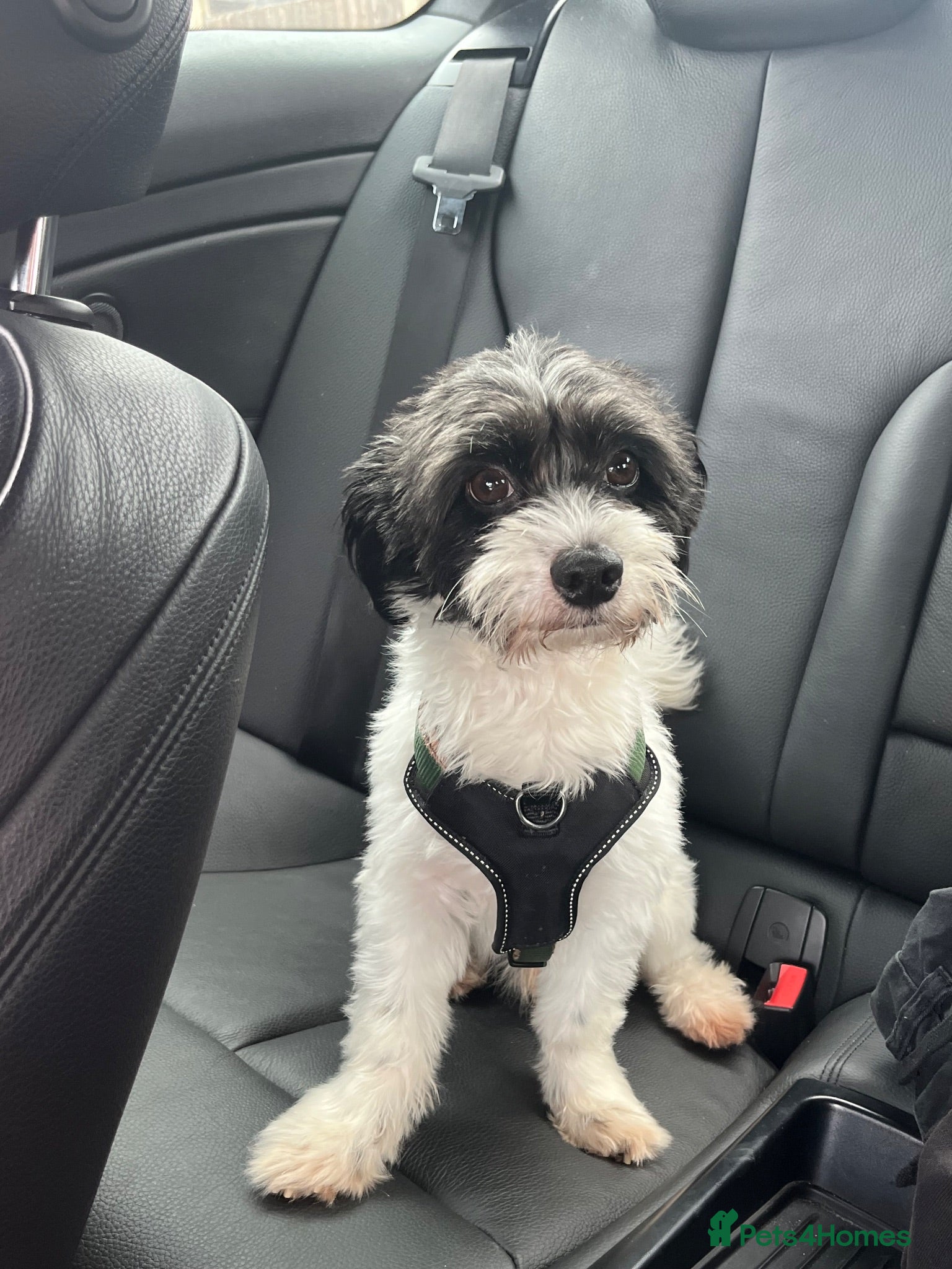 Mixed Breed dogs Jack Russel terrior  - Advert 1