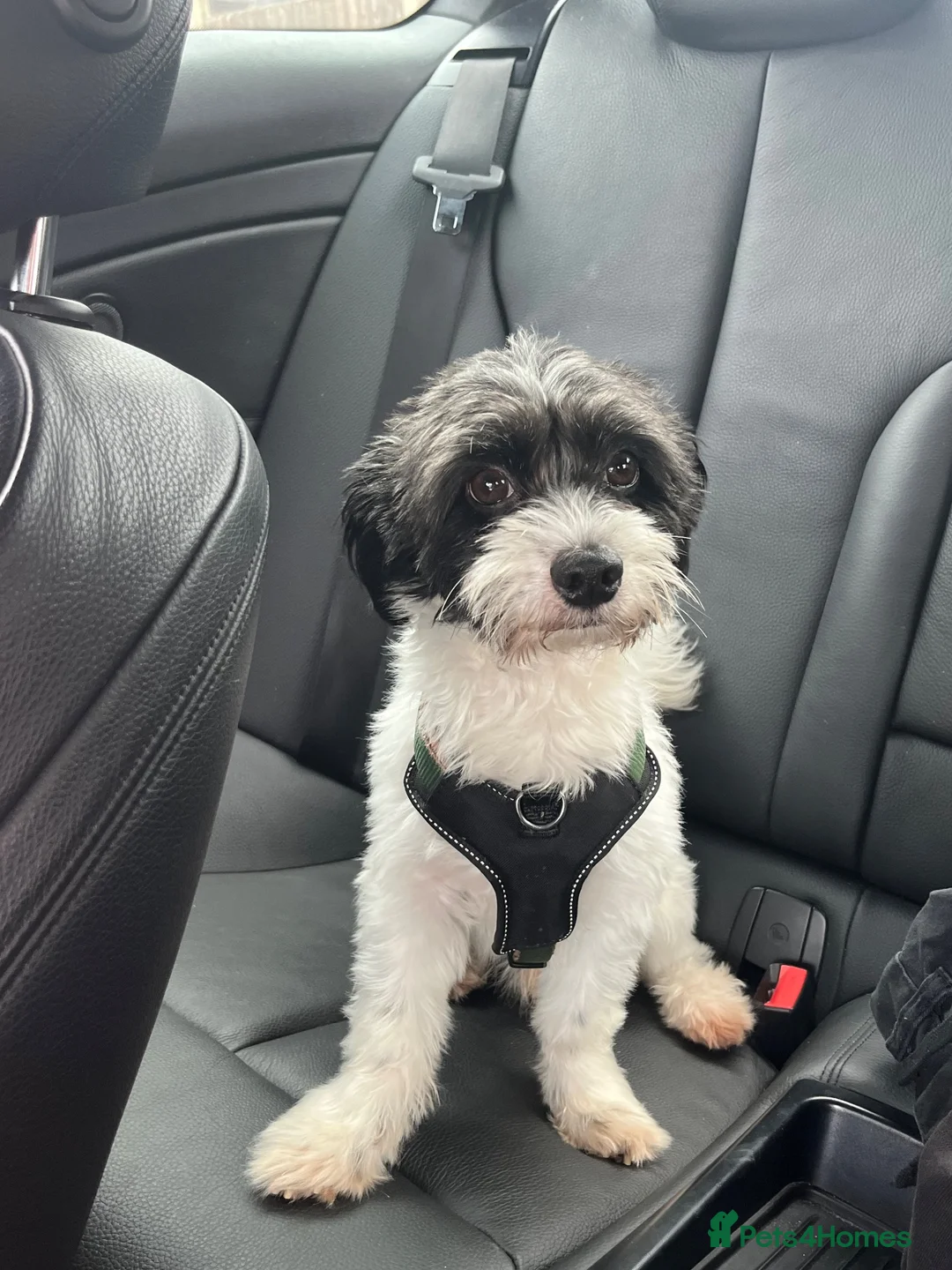 Mixed Breed dogs for stud: Jack Russel terrior  - Advert 1