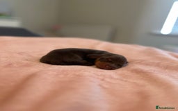 Miniature Dachshund dogs for sale: Miniature daschunds   - Image 13