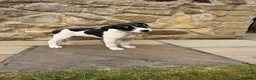 Lurcher dogs for sale: Wheaten Greyhound puppies - Advert 5