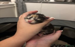 Maine Coon cats for sale: Maine Coon Kittens - Image 3