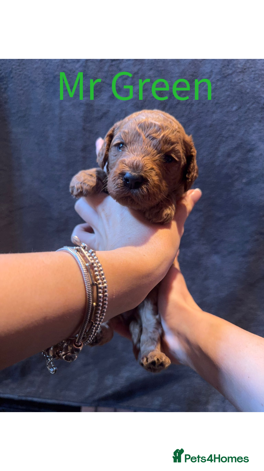 Australian Labradoodle dogs for sale: Extensively health tested Austrailian Labradoodles - Advert 11