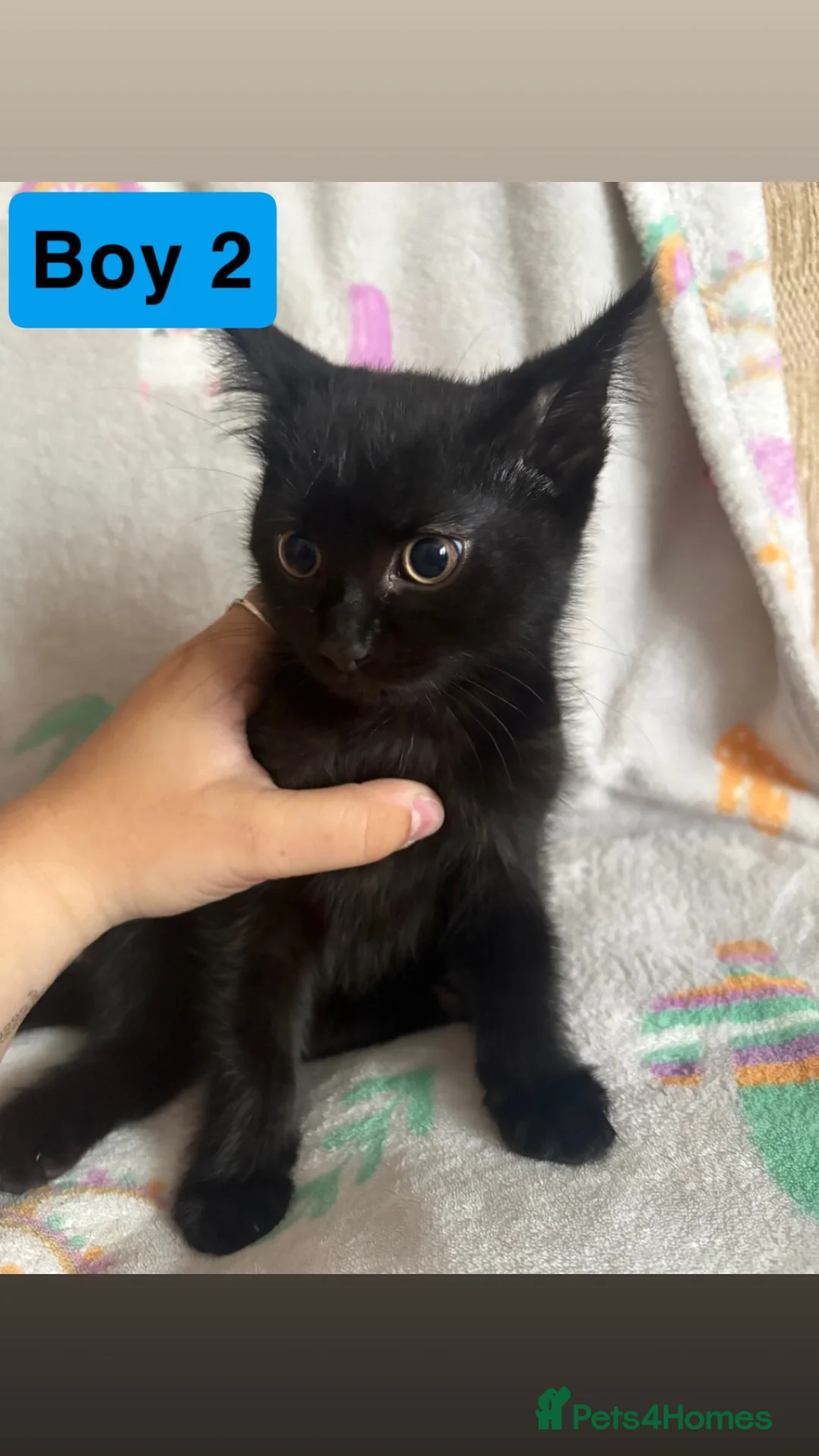 Mixed Breed cats for sale: 2 Black male kittens  in Blandford Forum - Advert 2