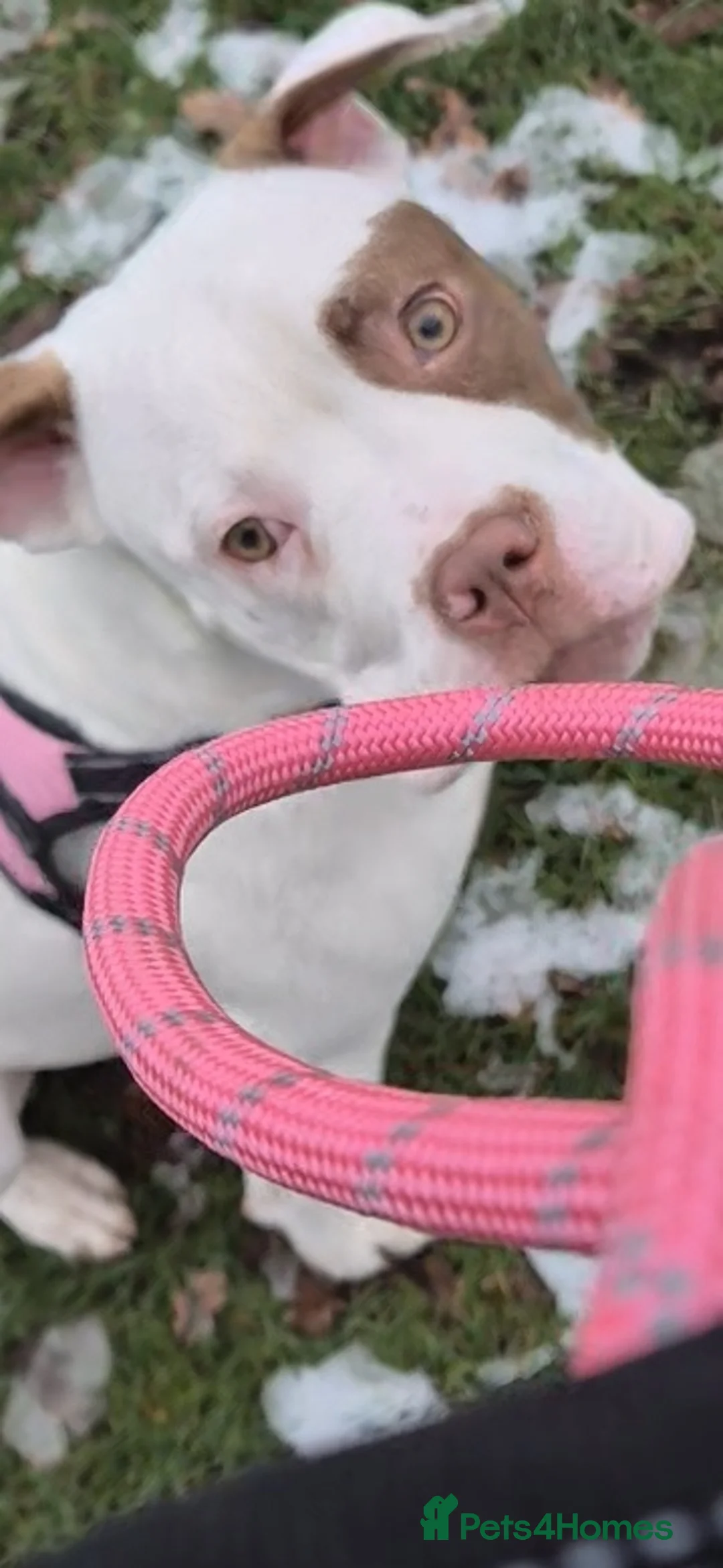 American Bulldog dogs for sale: Female American bulldog - Advert 2