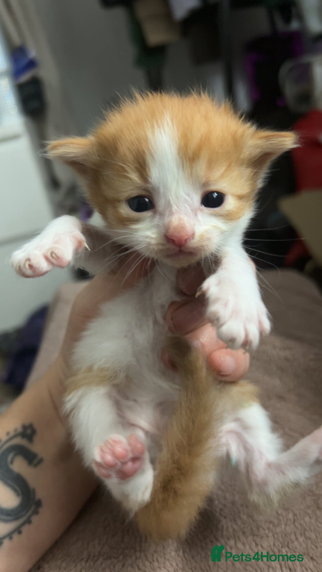 Mixed Breed cats for sale: Stunning mixed litter of kittens - Image 8