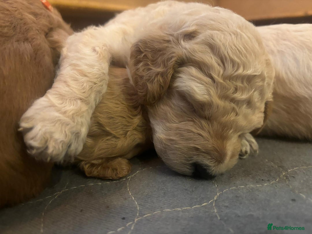 Goldendoodle dogs for sale: Beautiful F1B Goldendoodle Puppies – Ready Soon - Image 7