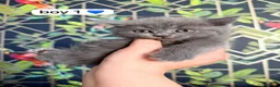 Exotic cats for sale: British short hair cross Persian  - Advert 4