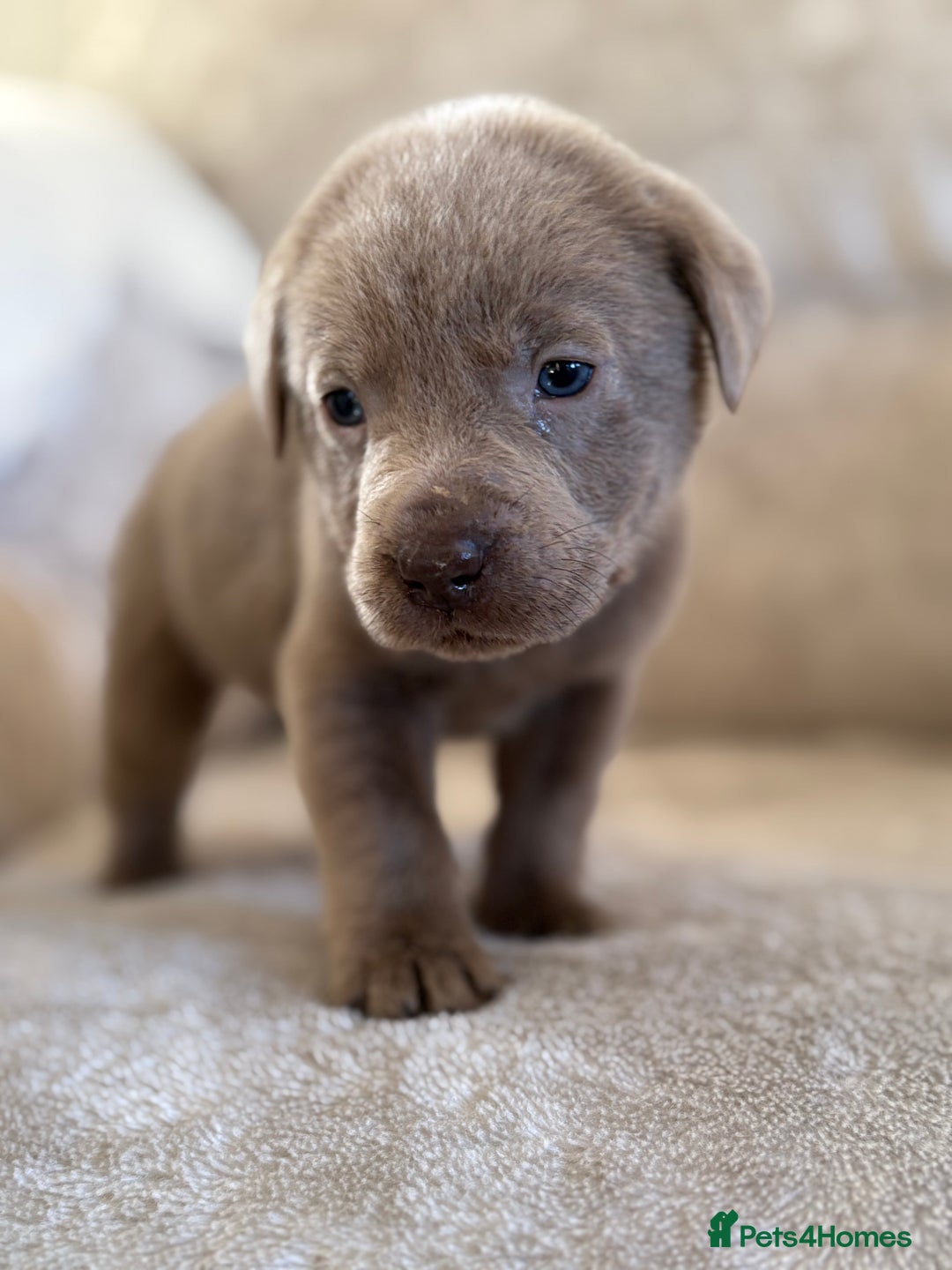 Labrador Retriever dogs for sale: Stunning Labrador puppies - Advert 10