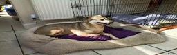 Mixed Breed dogs for adoption: Dawn for adoption in Bedford - Advert 8