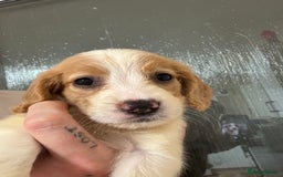 Springador dogs for sale: 9 Beautiful Springador Puppies - Image 1