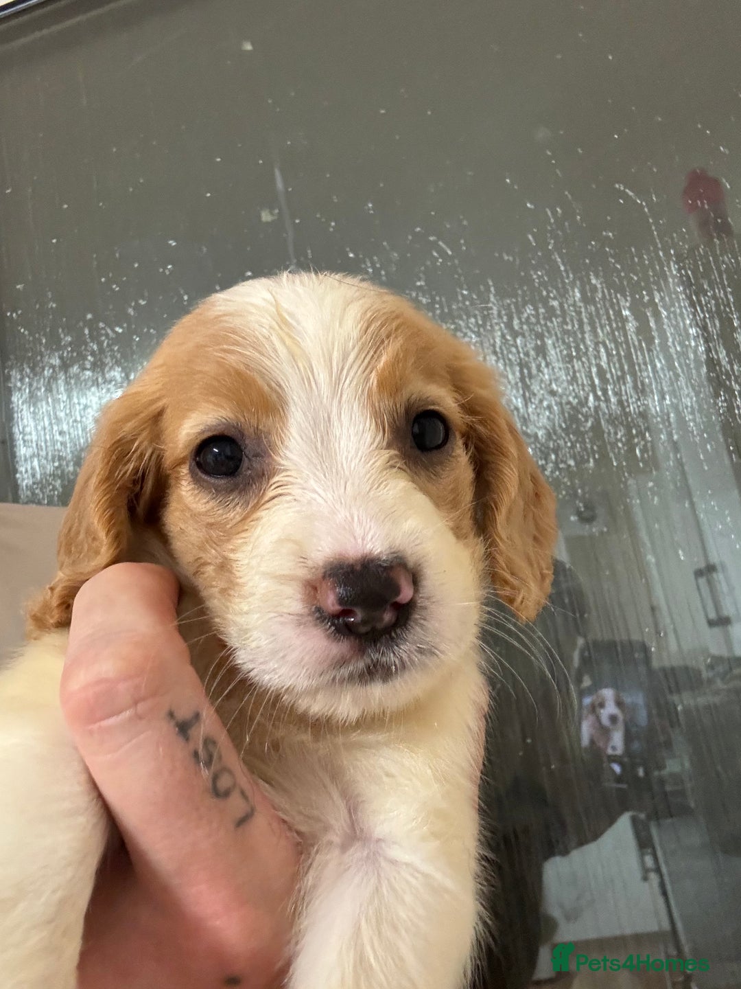 Springador dogs for sale: 9 Beautiful Springador Puppies - Image 1