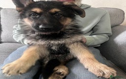 German Shepherd dogs for sale: Beautiful KC Registered German Shepherd Pups  - Image 5