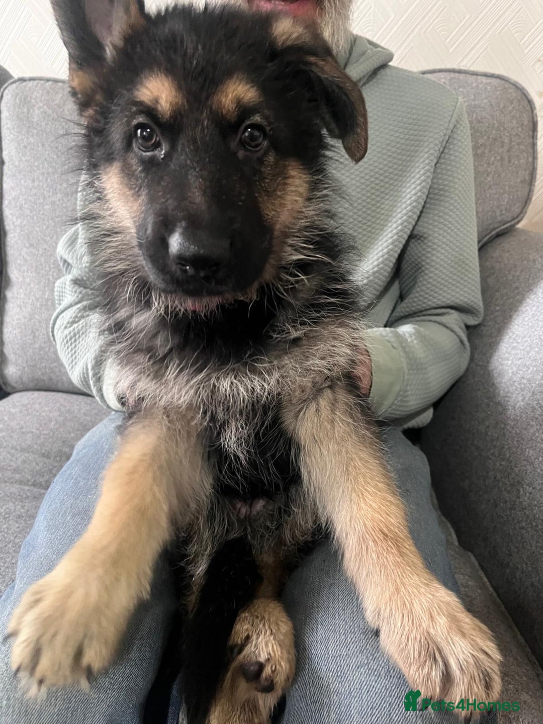 German Shepherd dogs for sale: Beautiful KC Registered German Shepherd Pups  - Image 5