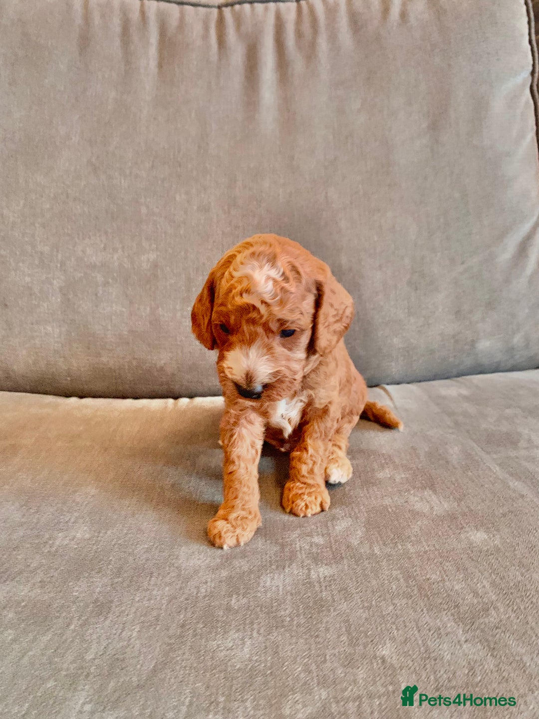 Cockapoo dogs for sale: Cockapoo - Advert 29