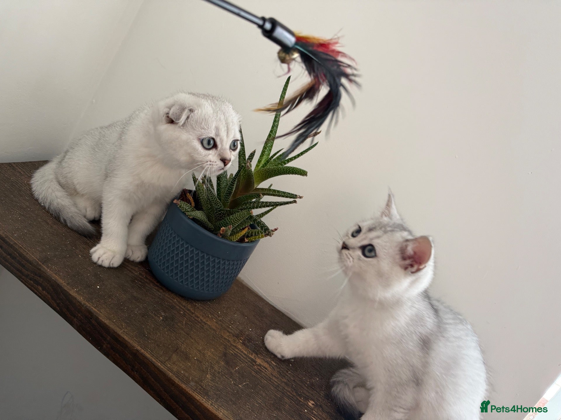 Scottish Fold cats Scottish straight ready for home TICA registered - Advert 2