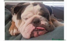 English Bulldog dogs for sale: Buddy is searching for his forever home - Image 1
