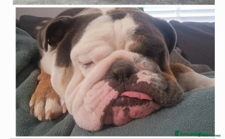 English Bulldog dogs - Advert 1
