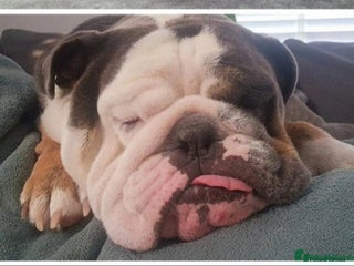 English Bulldog dogs - Advert 17