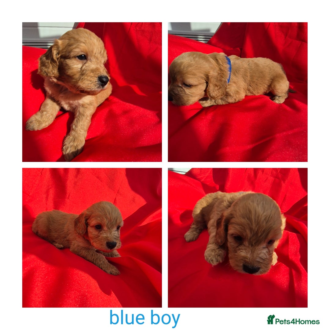 Cockapoo dogs for sale: cockerpoo puppies  - Image 7