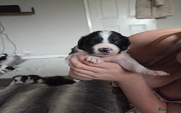 Border Collie dogs for sale: Border collie pups  - Image 5