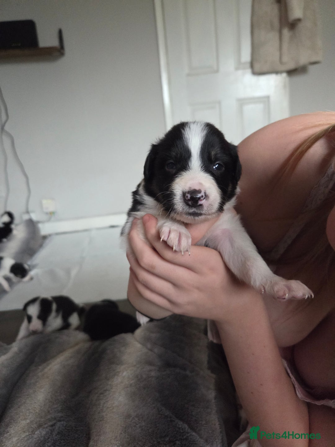 Border Collie dogs for sale: Border collie pups  - Image 5