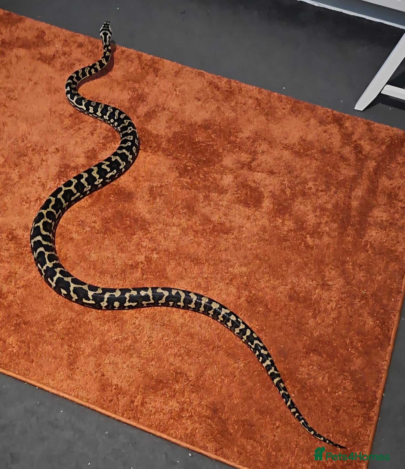 Python Snake reptiles for sale: Adult jungle carpet python - Advert 3