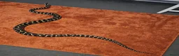 Python Snake reptiles for sale: Adult jungle carpet python - Advert 1