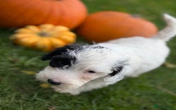 Sealyham Terrier dogs for sale: Stunning KC Litter Of Sealyham Terriers - Image 6
