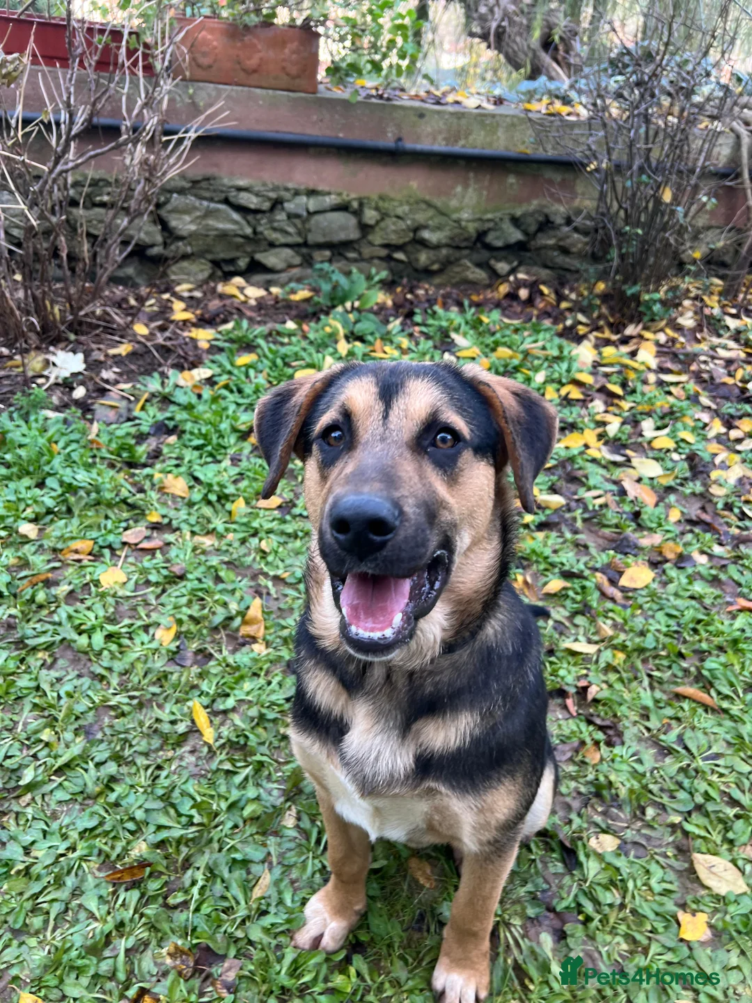 Australian Shepherd dogs for adoption: 6.5 months old Anatolian Shepherd ready to adopt! - Advert 4