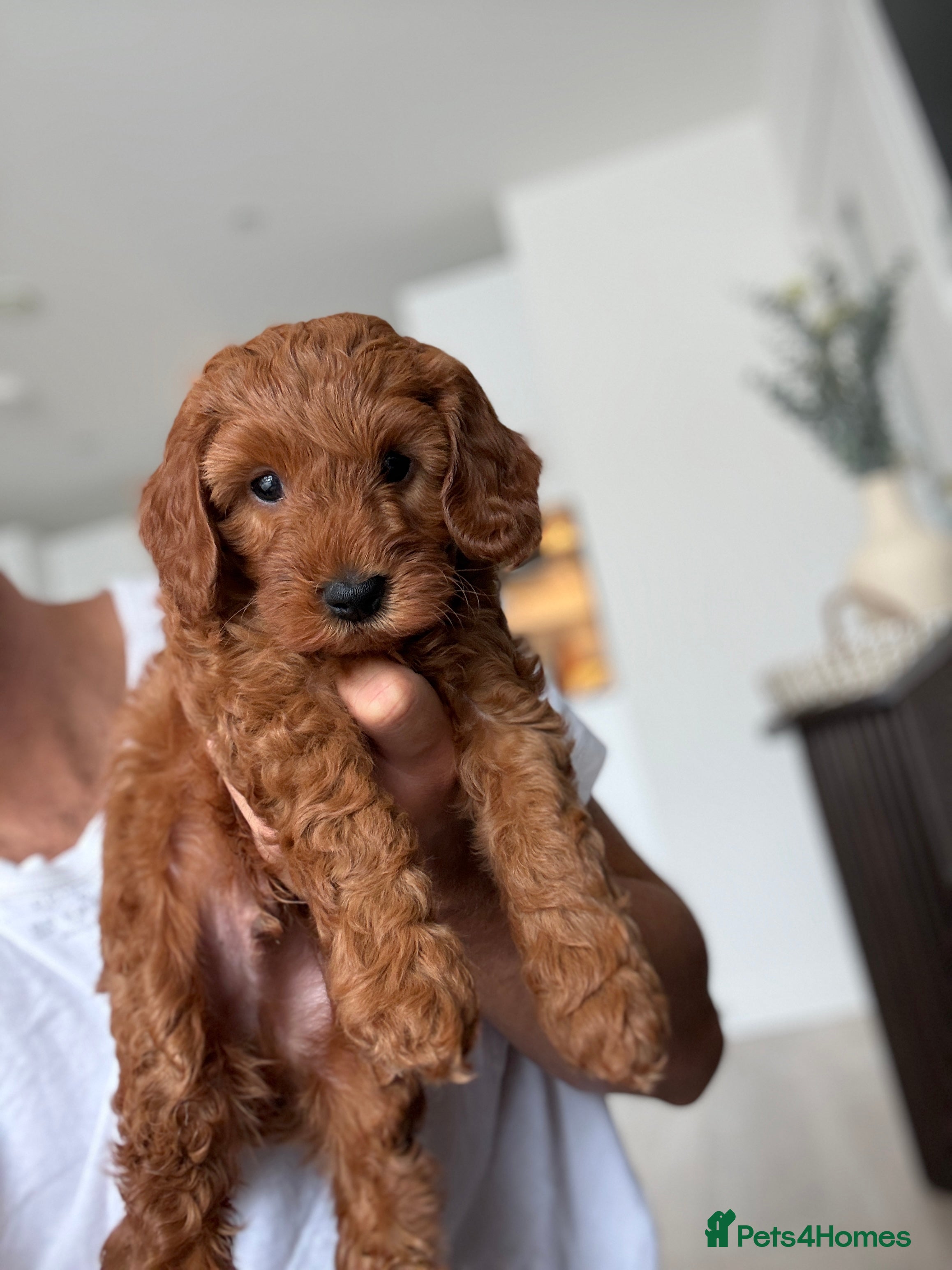 Australian Labradoodle dogs *LAST PUPPY* - Australian Labradoodles Puppies 🐾 - Advert 2