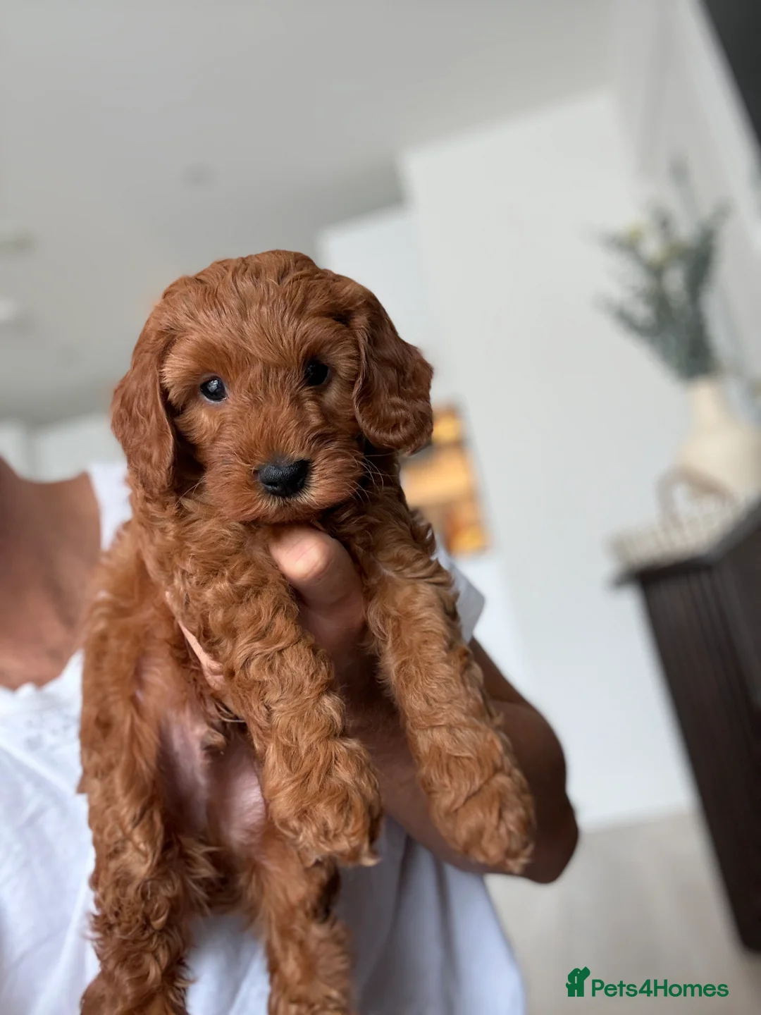 Australian Labradoodle dogs for sale: *LAST PUPPY* - Australian Labradoodles Puppies 🐾 - Advert 2