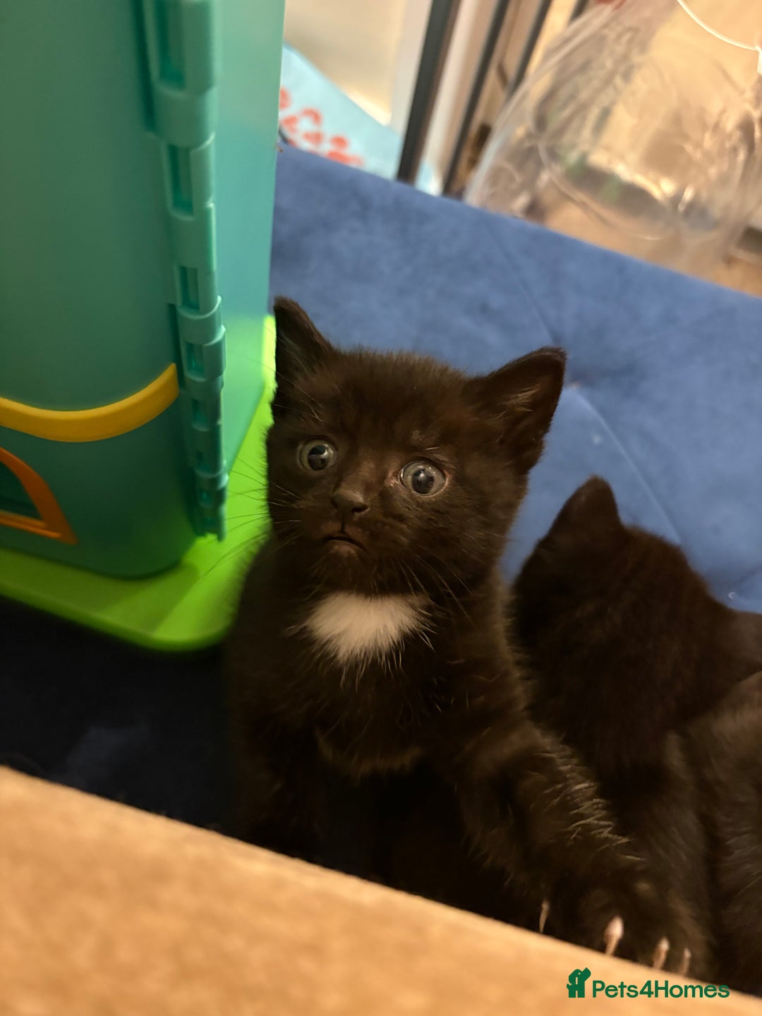 Mixed Breed cats for sale: Black and white kittens  - Advert 2