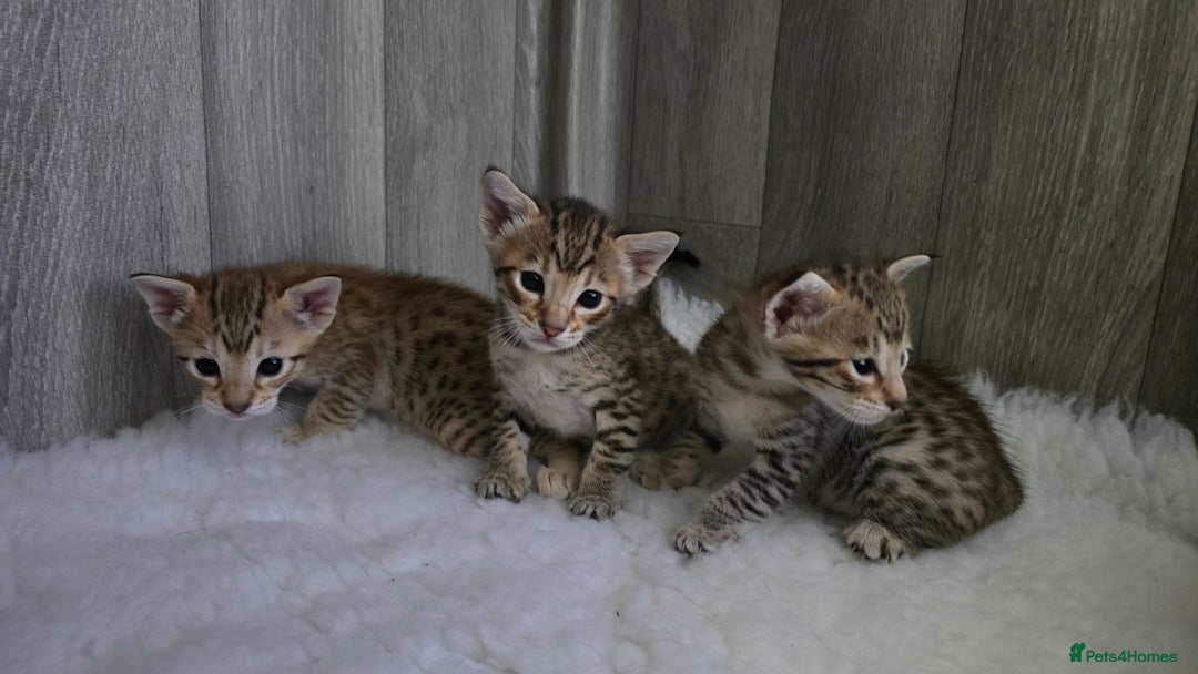 Savannah cats for sale: TICA Registered F8 savannah kittens  - Image 16
