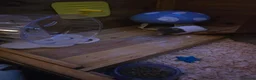 Hamster rodents for sale: Syrian Hamster in Sheerness - Advert 6