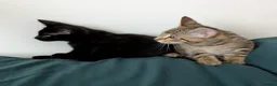 Bengal cats for sale: Super child friendly Bengal kittens boy and girl - Advert 14
