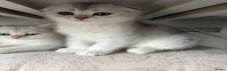 Scottish Fold cats for sale: Adorable Scottish Fold Kittens - Only 2 left - Advert 6