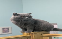 British Shorthair cats for sale: Active Gccf Female  - Image 6