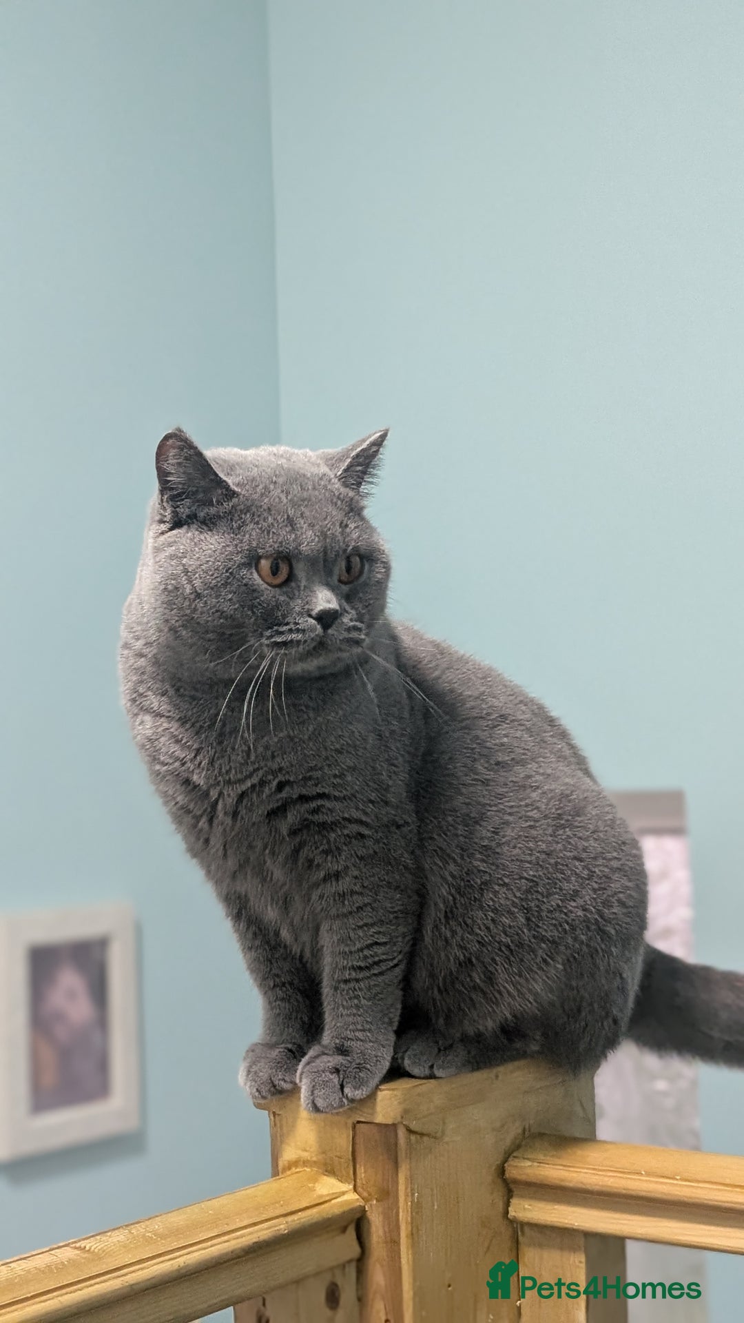 British Shorthair cats for sale: Active Gccf Female  - Image 6