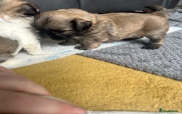 Shih Tzu dogs for sale: Stunning puppy - Image 3