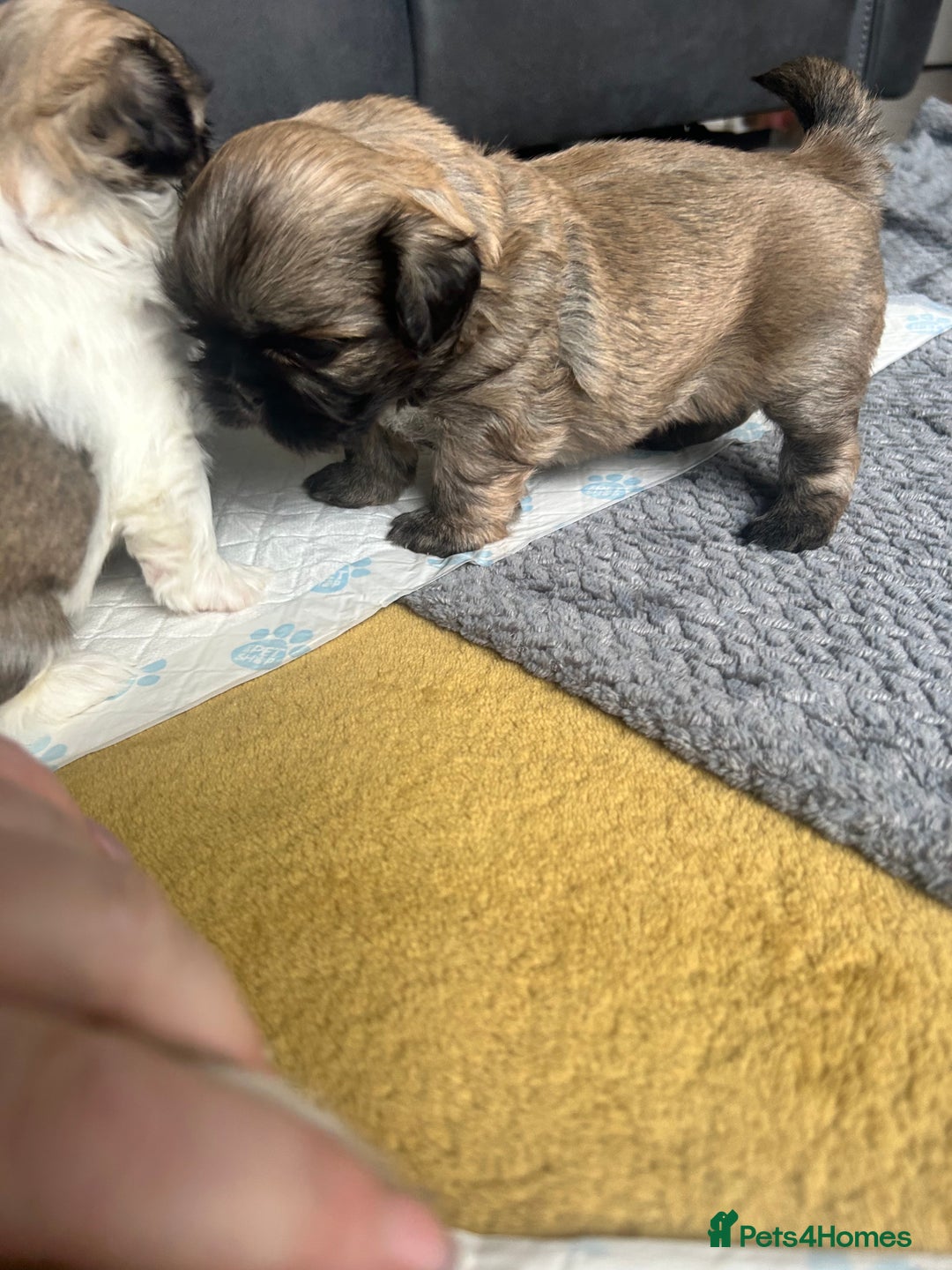 Shih Tzu dogs for sale: Stunning puppy - Image 3