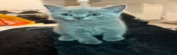 British Shorthair cats for sale: British Blue Kittens Ready To Be Rehomed 🩶 - Advert 3