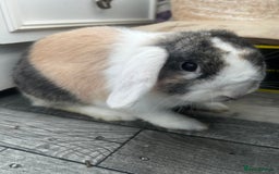 English Lop rabbits for sale: Buck needing a good home - Image 2