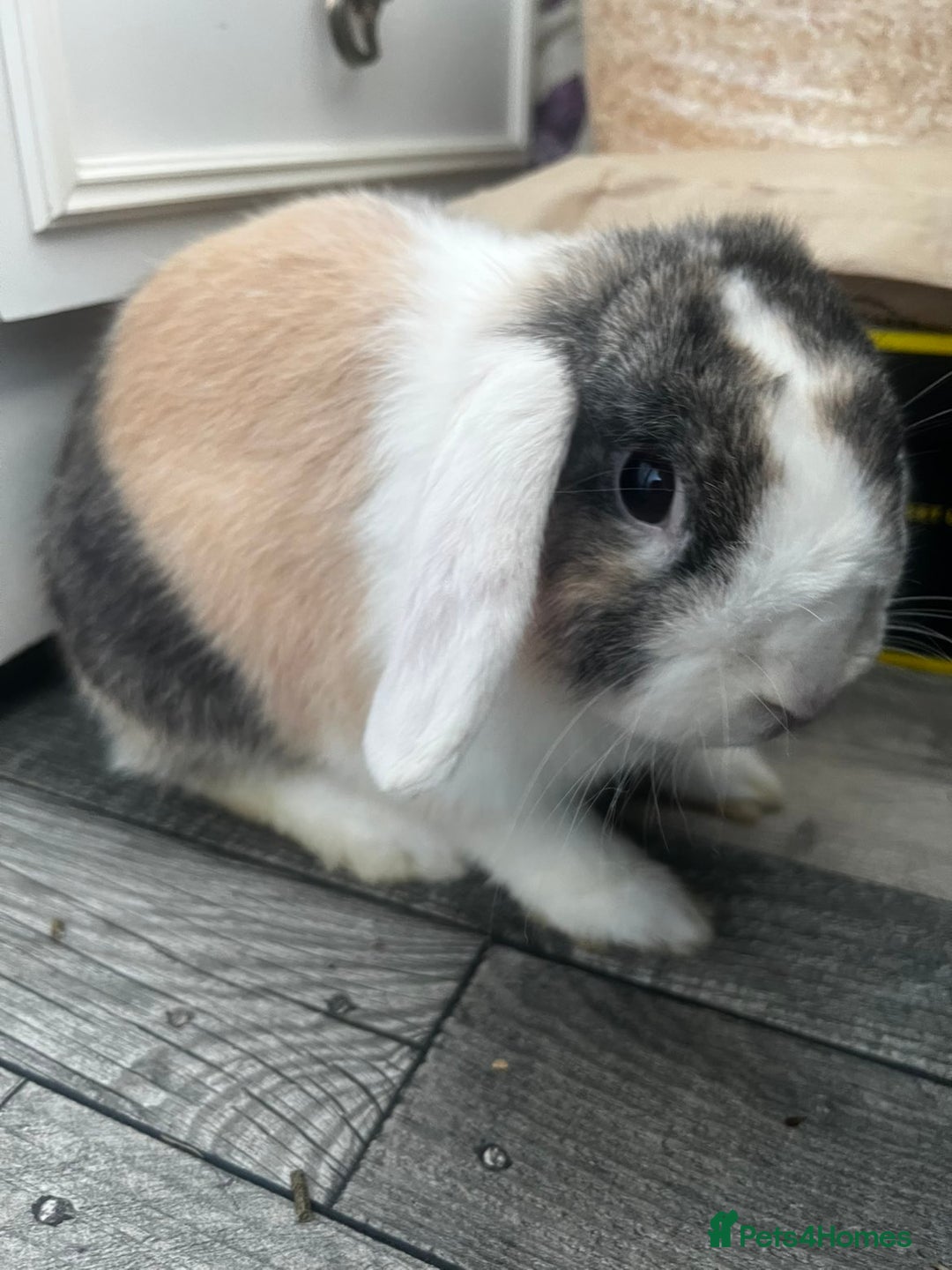 English Lop rabbits for sale: Buck needing a good home - Image 2