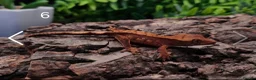 Gecko reptiles for sale: Juvenile Crested Geckos with full Lineage - Advert 21