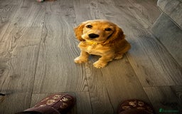 Cocker Spaniel dogs for sale: Show Cocker Spaniel Female - Image 3